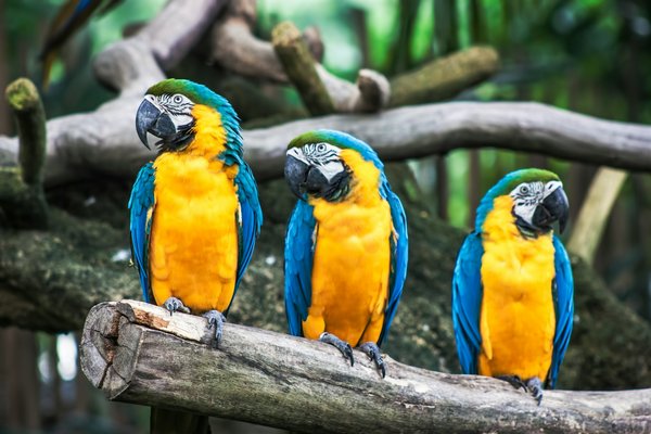 Quels sont les tarifs pour visiter le parc des oiseaux ?